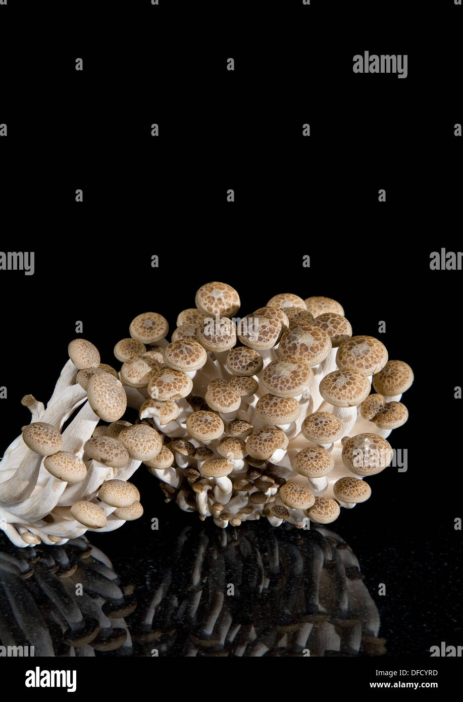 Buna Shimeji mushrooms Stock Photo