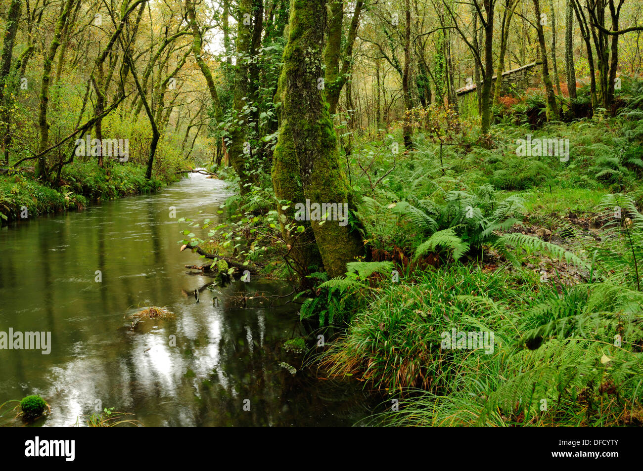River Barragan, forest and water mill. Stock Photo