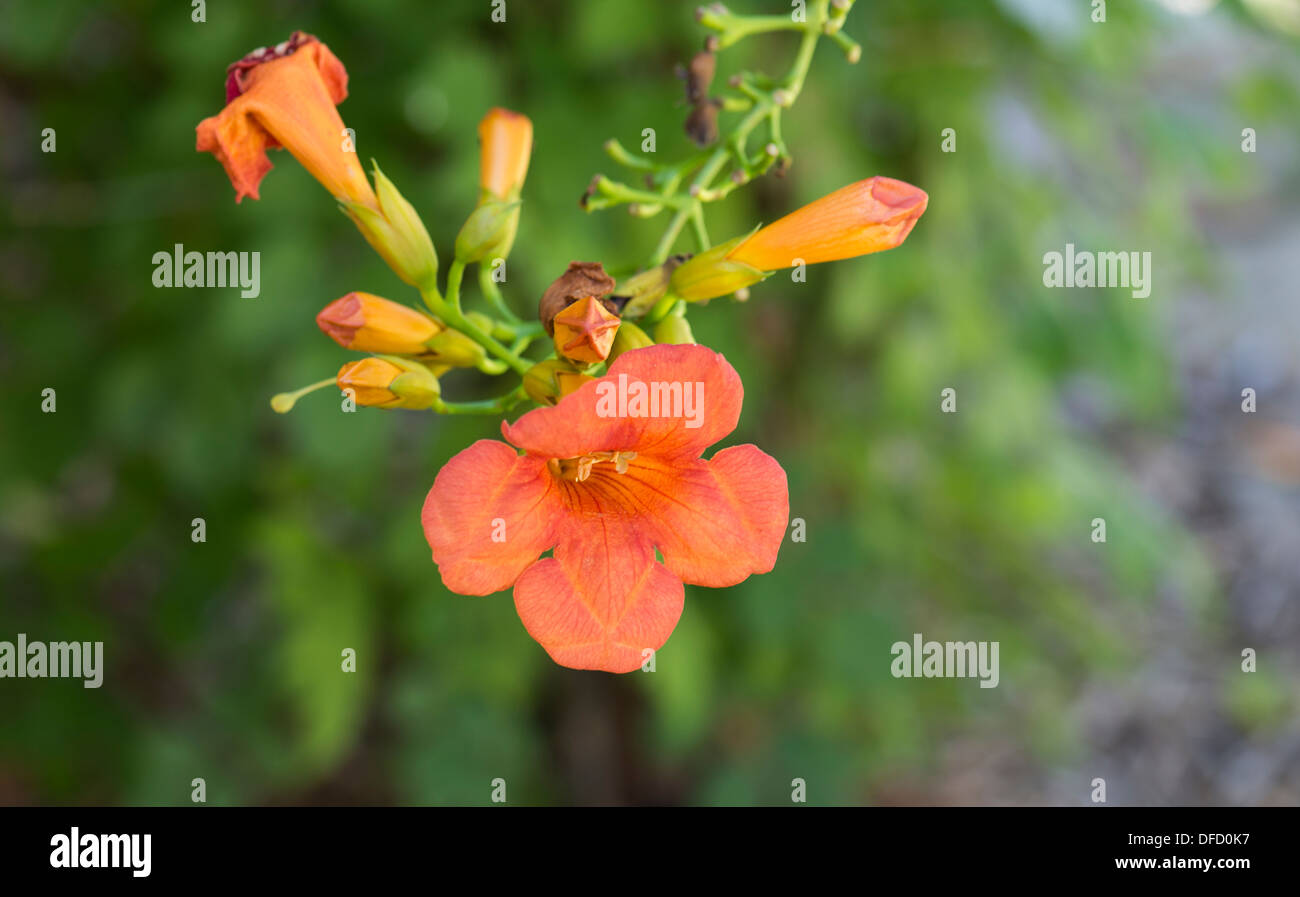 A grouping of orange blooms on a Trumpet Vine, Campsis radicans during summer in Oklahoma, USA. Stock Photo