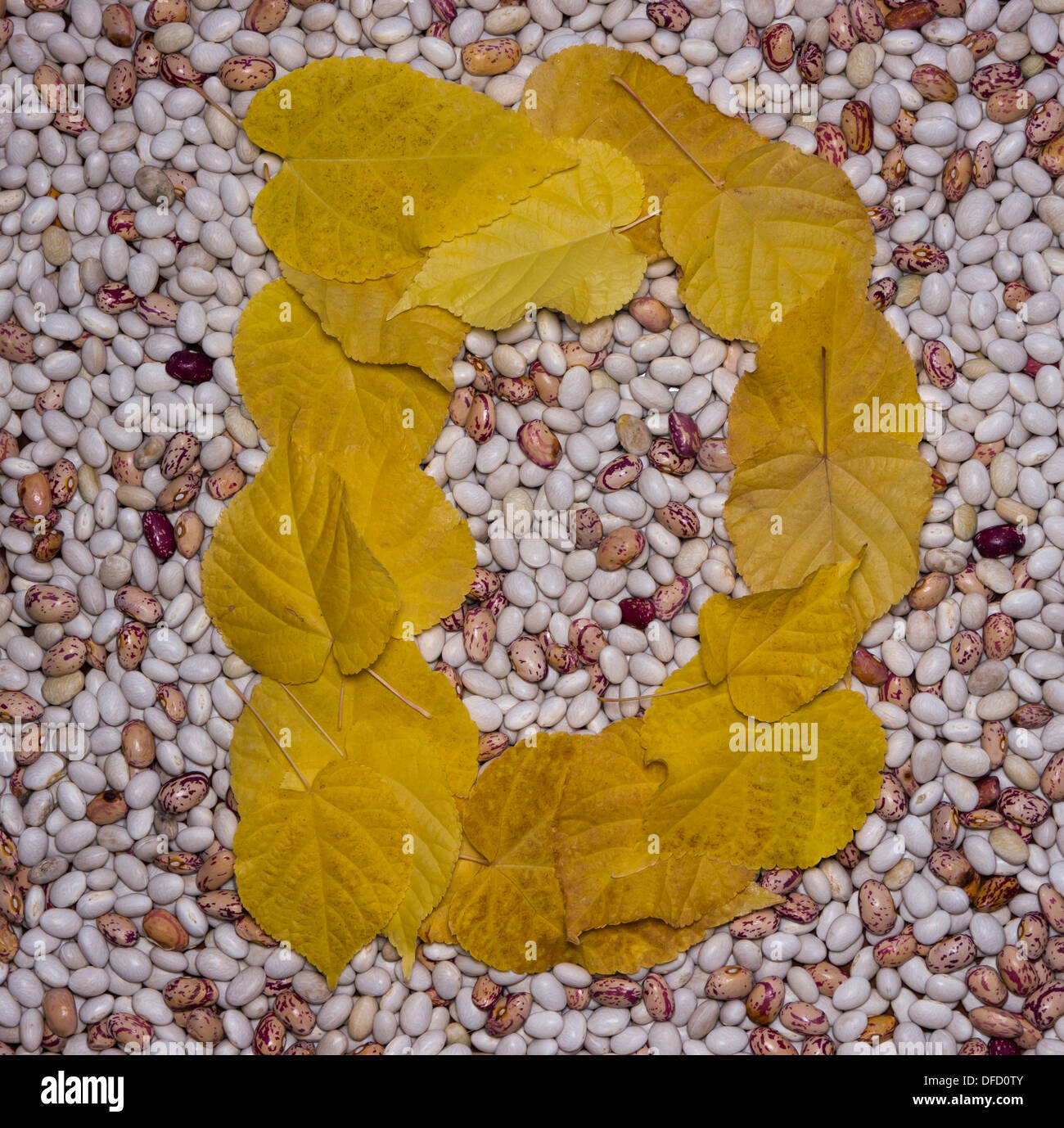 Letter D. Leaf and beans Stock Photo - Alamy