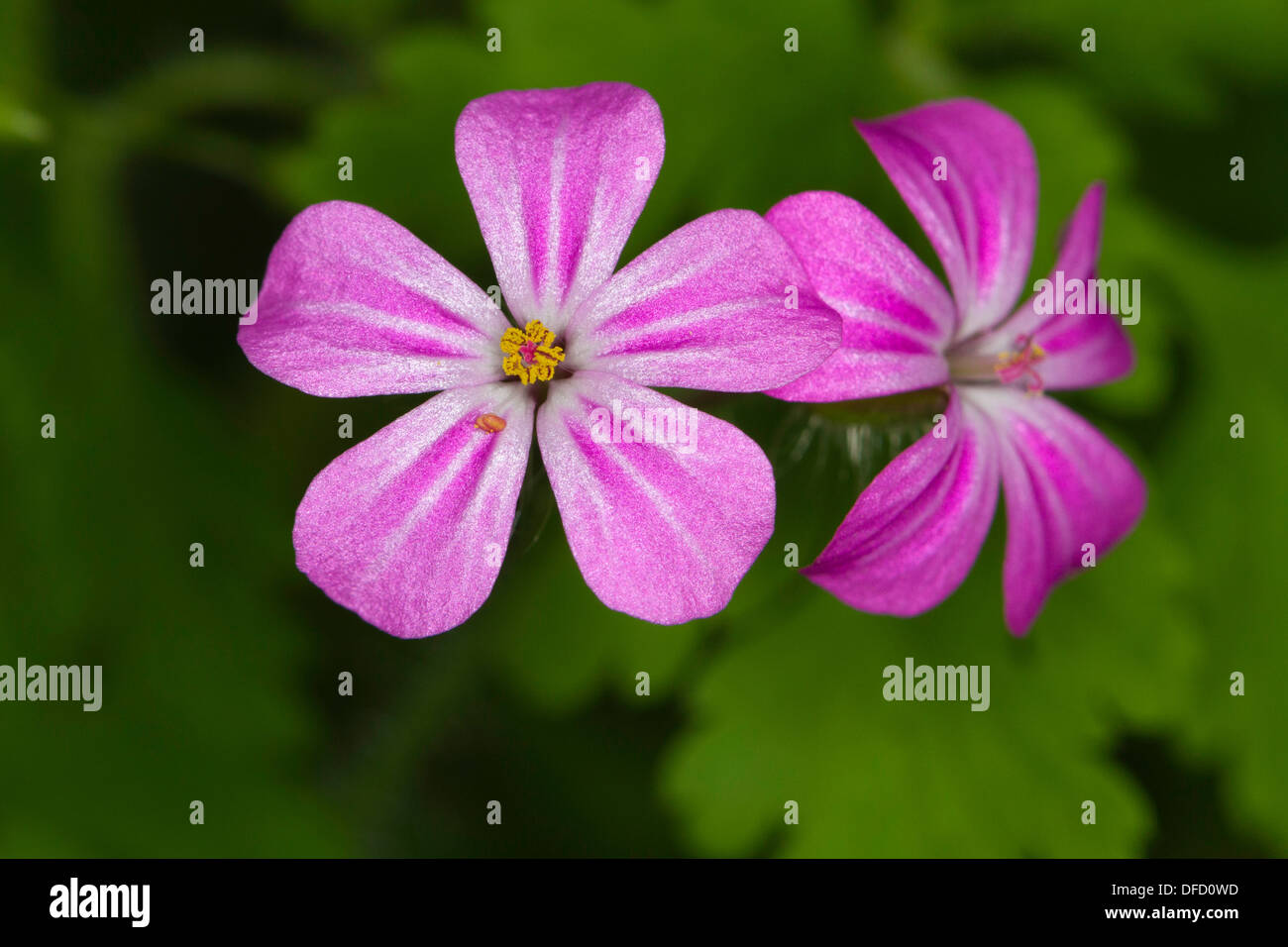 HerbRobert (Geranium robertianum) flowers Stock Photo Alamy