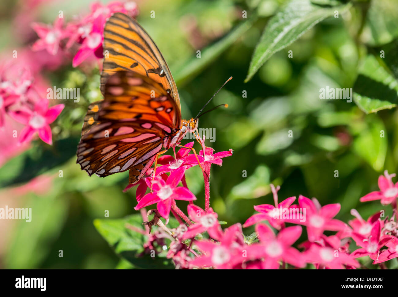 Gulf Fritillary butterfly, Agraulis vanillae, nectaring on red Pentas lanceolata. Oklahoma, USA. Stock Photo