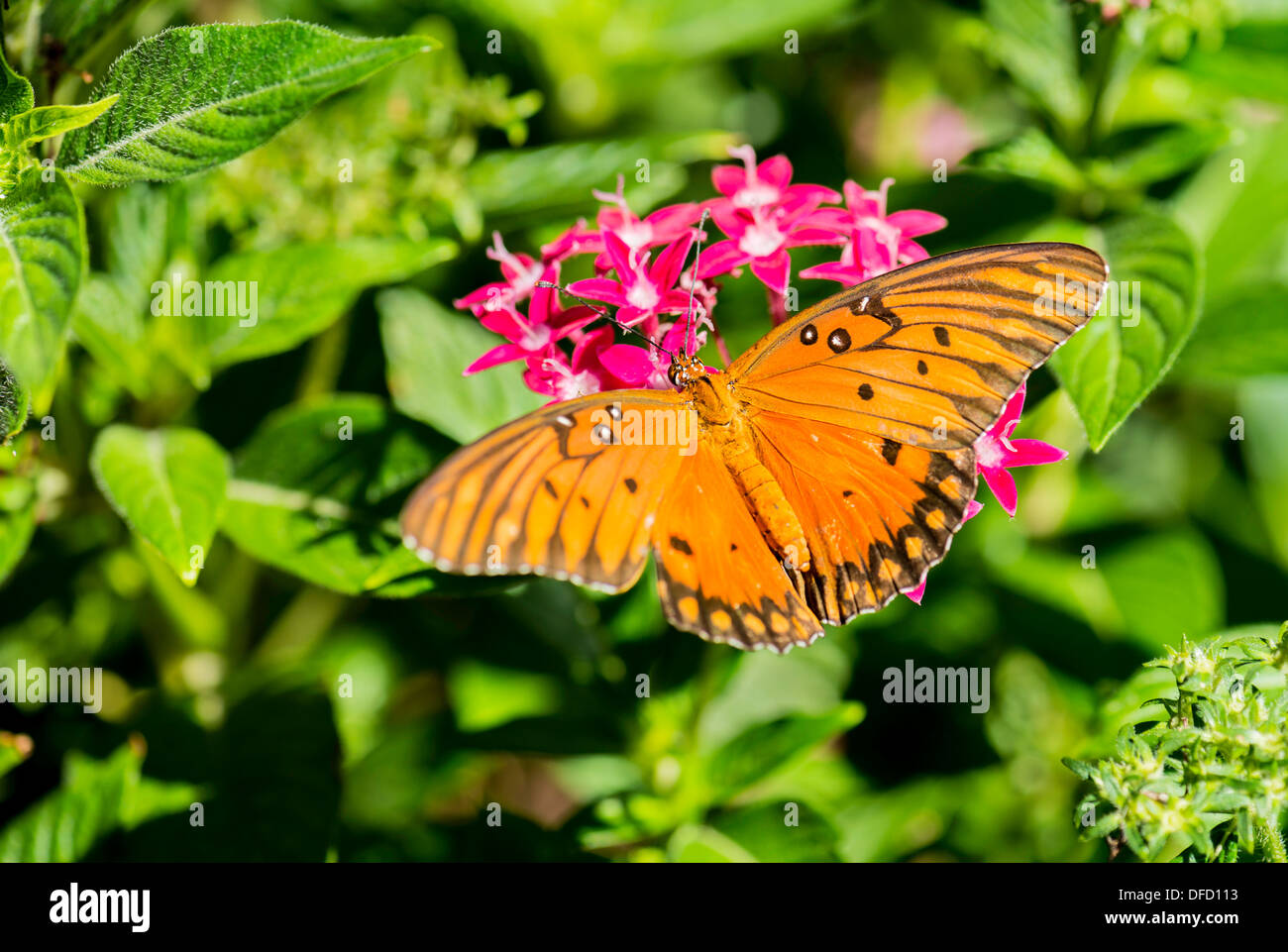 Gulf Fritillary butterfly, Agraulis vanillae, nectaring on red Pentas lanceolata. Oklahoma, USA. Stock Photo