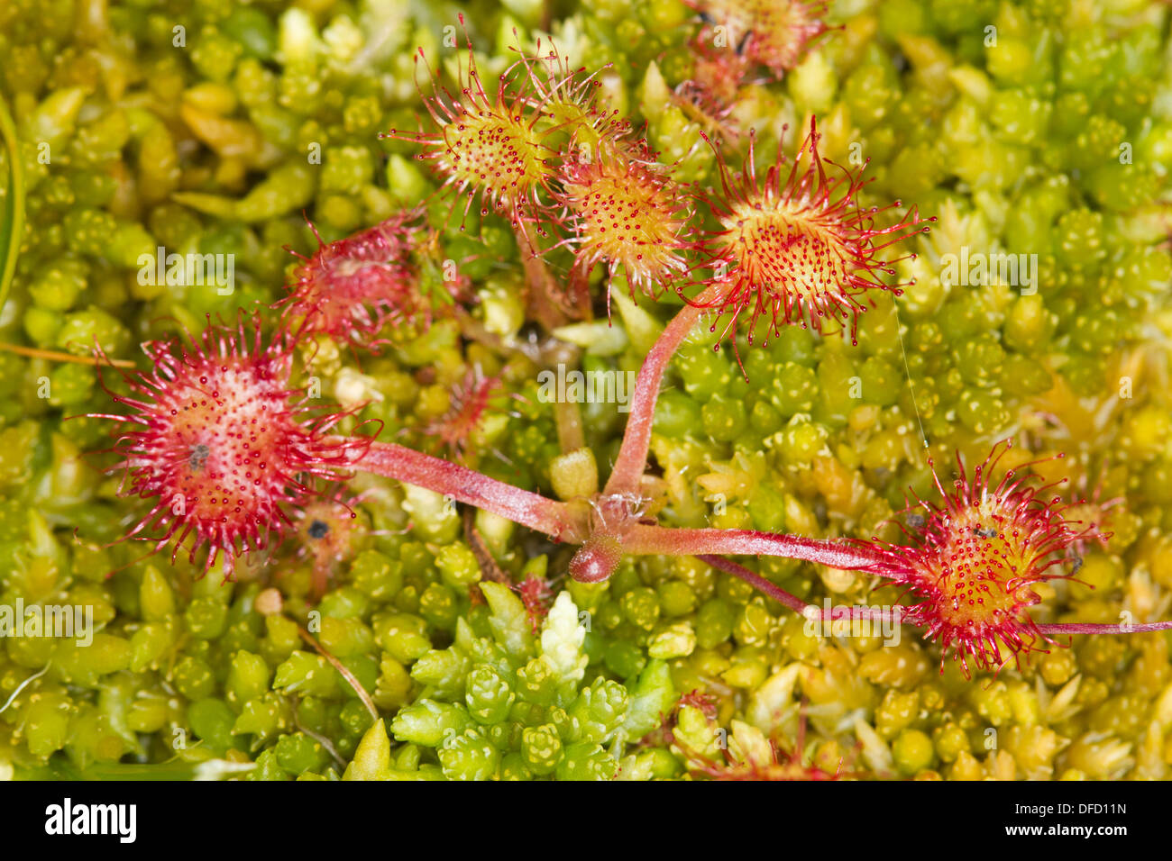 Round-leaved Sundew (Drosera rotundifolia) in Sphagnum moss Stock Photo