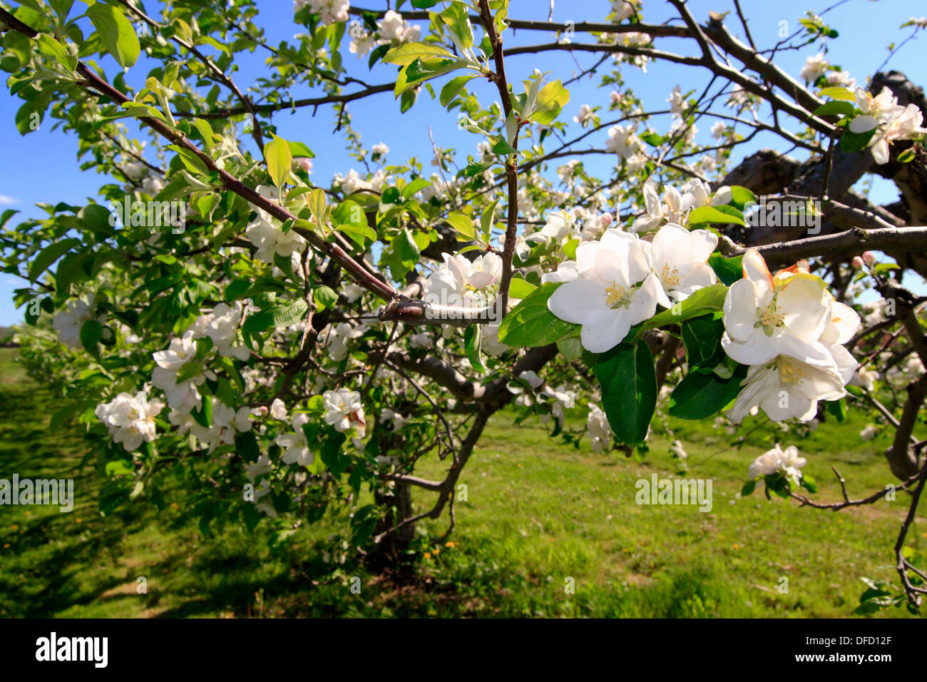Apple Blossoms On Apple Trees In The Annapolis Valley Of Nova Scotia Canada Stock Photo Alamy Apple Blossoms On Apple Trees In The Annapolis Valley Of Nova Scotia Canada Stock Photo Alamy