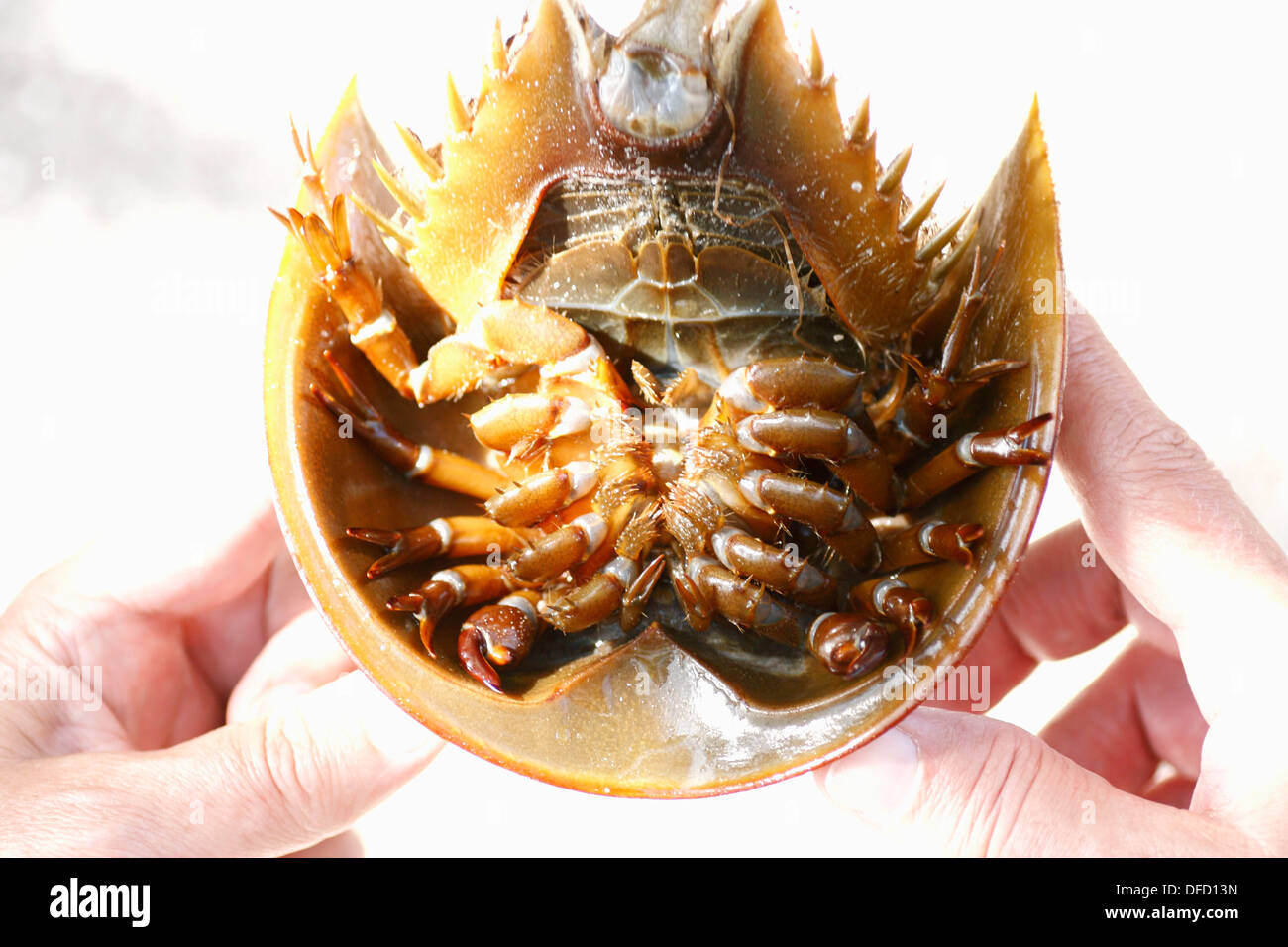 The underside of a horseshoe crab Limulus polyphemus from the Gulf of