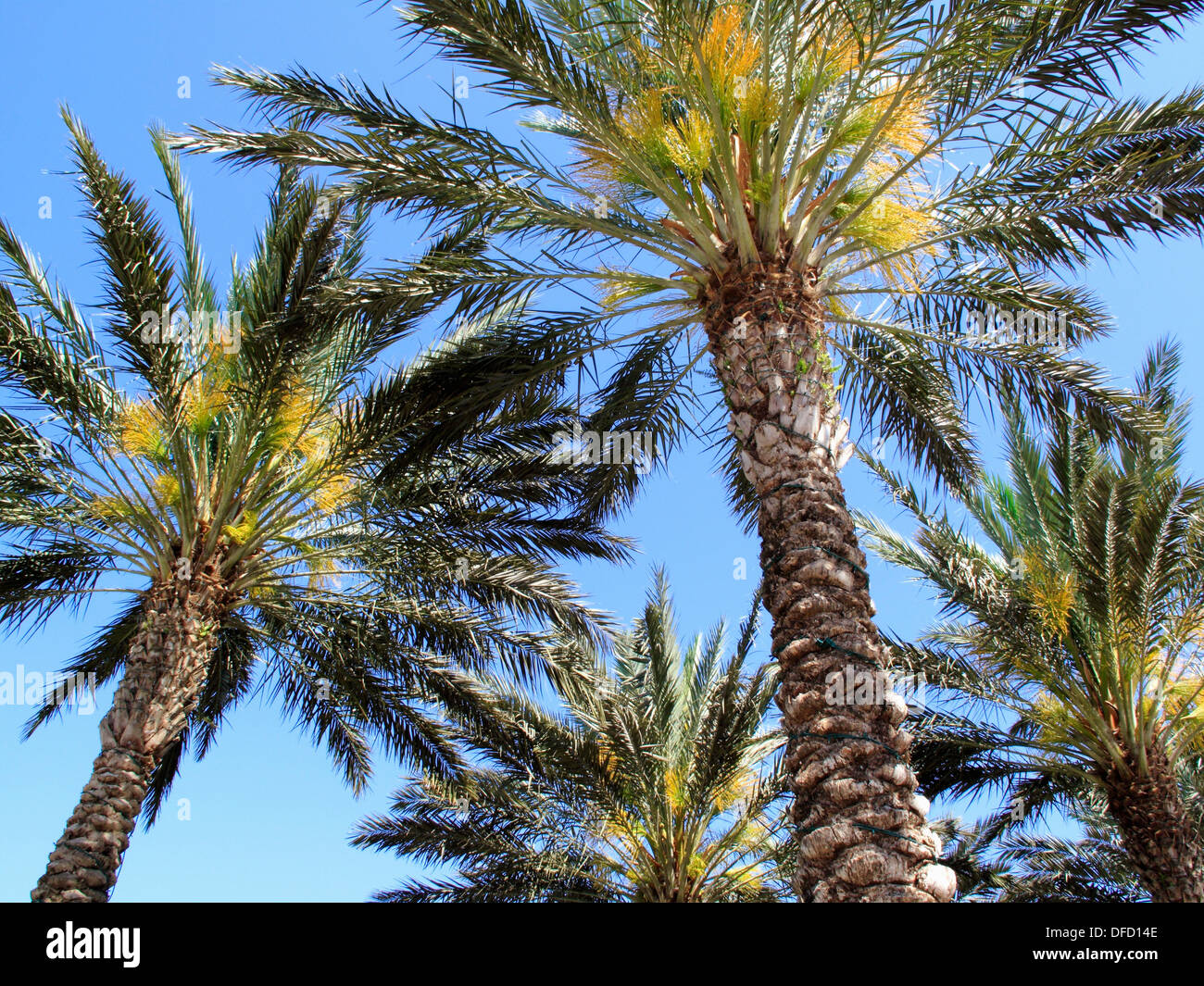 Sabal palmetto or Sabal or Cabbage palm trees. Stock Photo