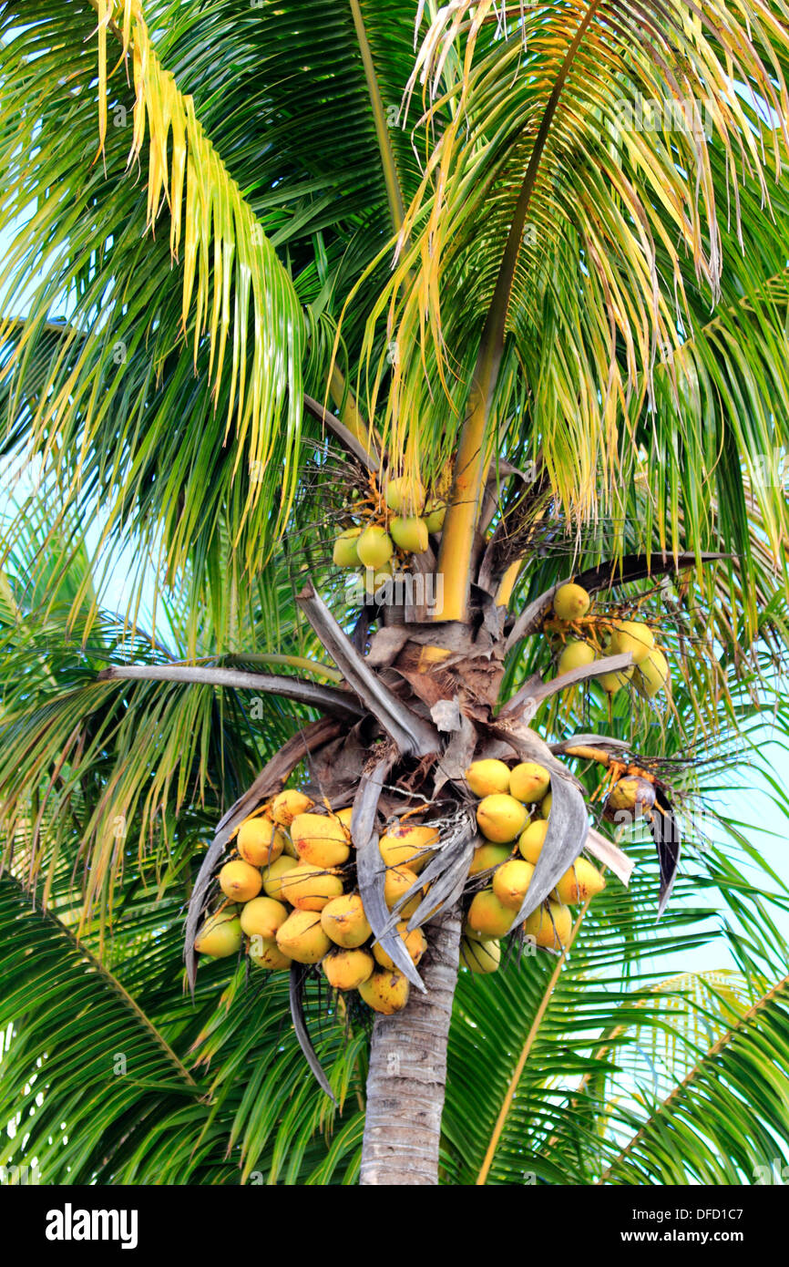 a coconut palm tree in florida city florida usa Stock Photo Alamy