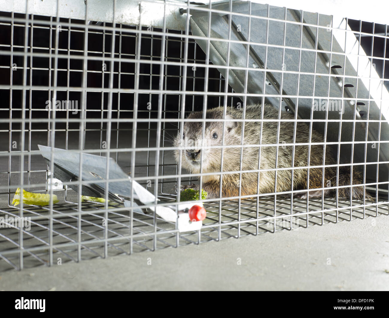 Groundhog trapped in steel cage side view Stock Photo Alamy