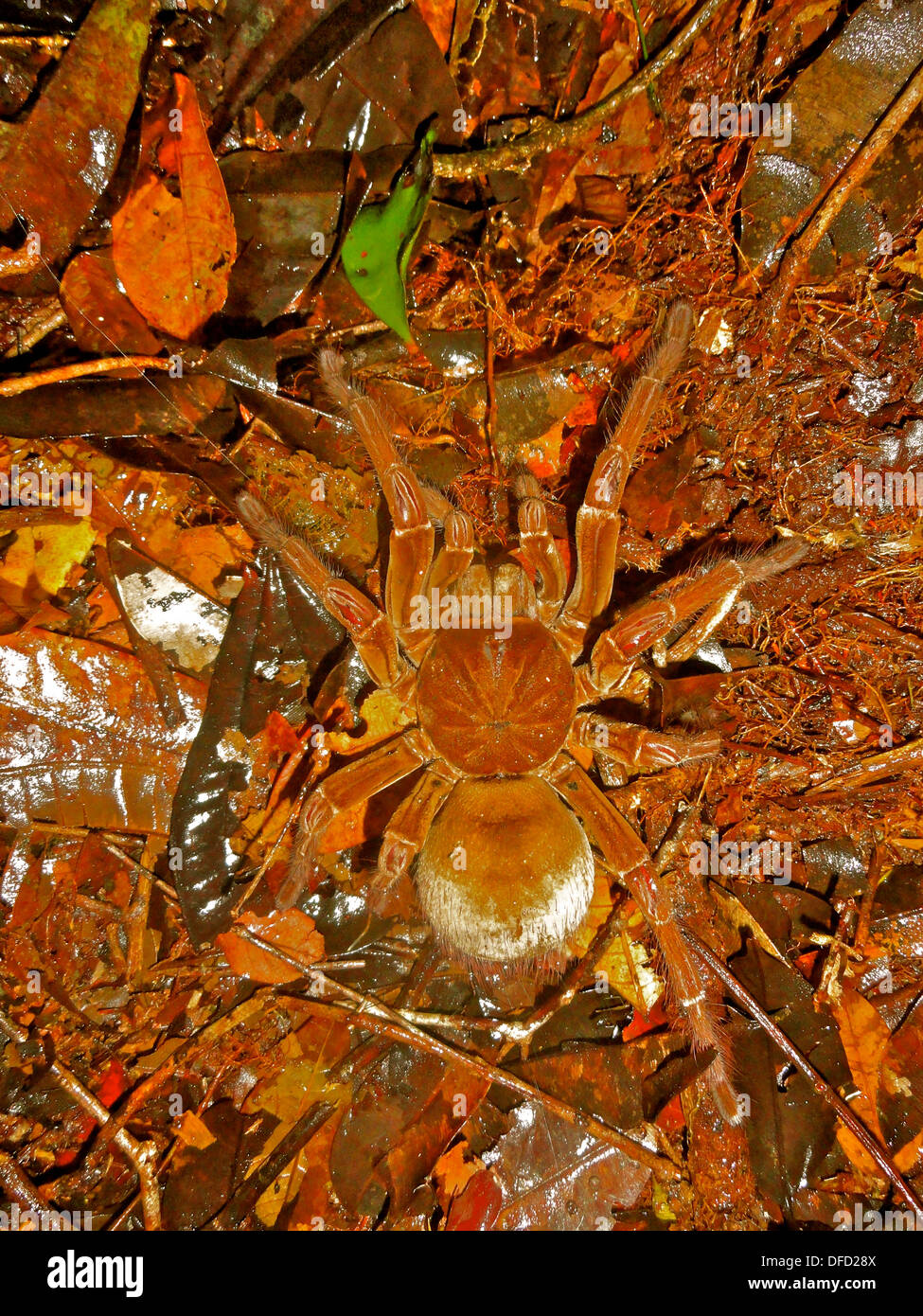 A Goliath bird eating spider, the largest of the Tarantula family, in the Amazon rainforest, near Manaus, Brazil Stock Photo