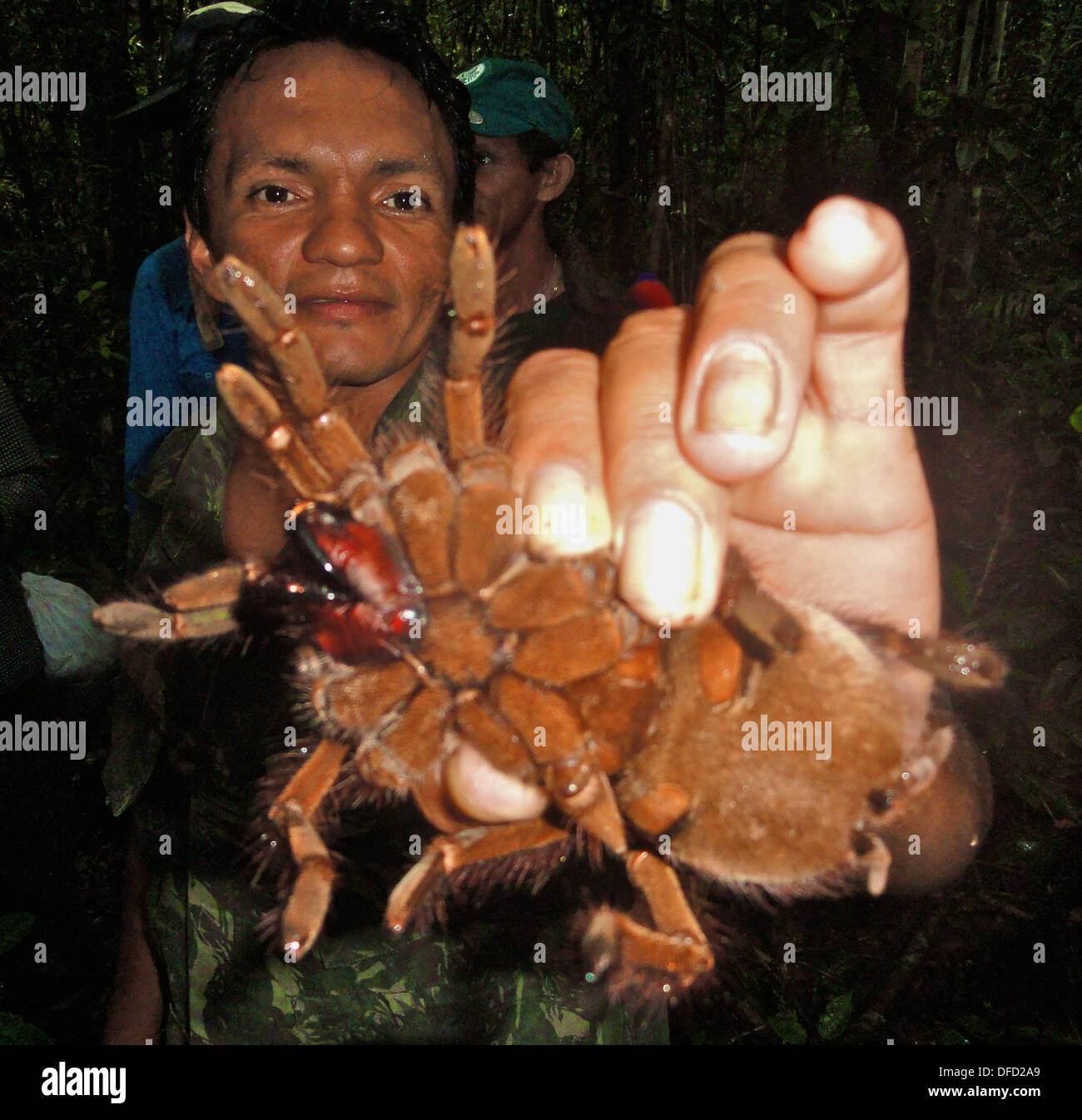 A Goliath bird eating spider, the largest of the Tarantula family, in the Amazon rainforest, near Manaus, Brazil Stock Photo