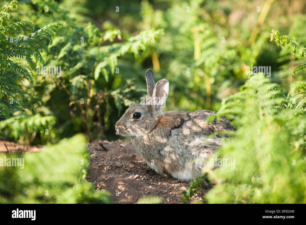 Wild Rabbit Britain Wild Rabbit, Oryctolagus cuniculus, Skokholm Island, South ...