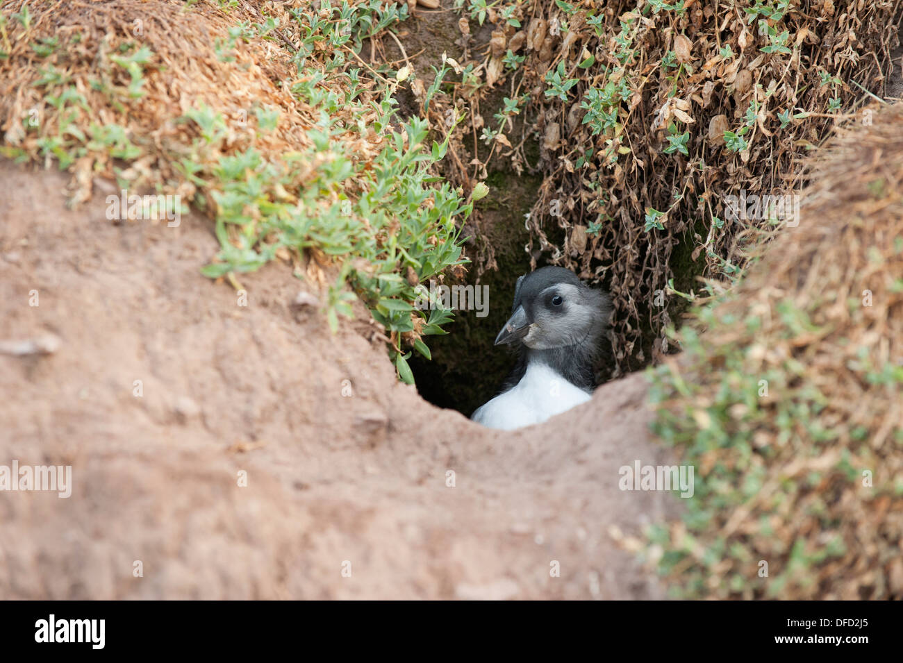 Puffling, Fratercula arctica, in a burrow, Skokholm, South Pembrokeshire, Wales, United Kingdom Stock Photo