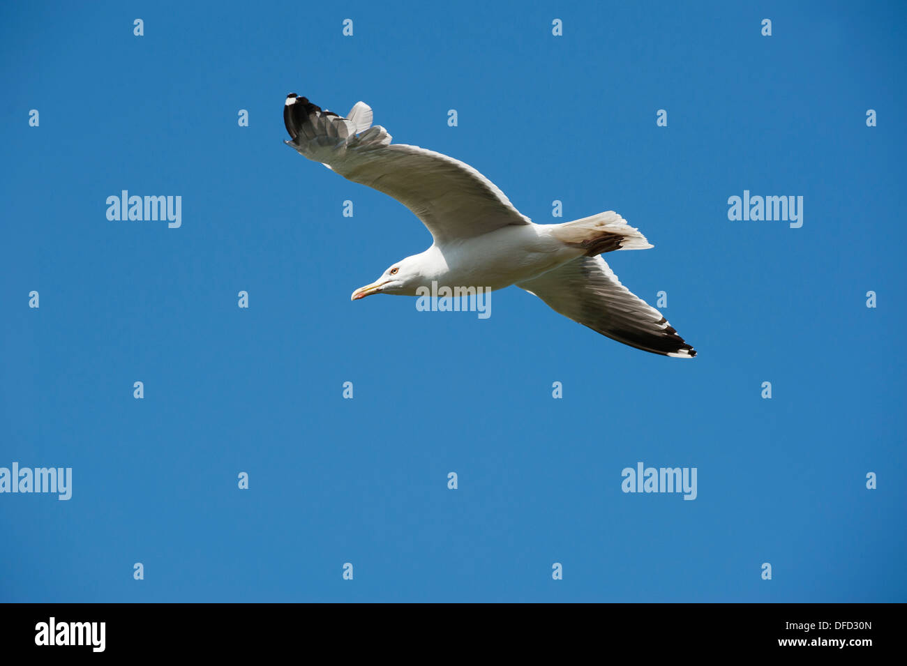 Herring Gull in flight, Larus argentatus, Skokholm, South Pembrokeshire, Wales, United Kingdom Stock Photo