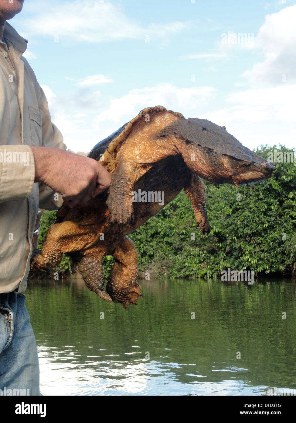 A Mata Mata turtle caught by a naturalist guide in Los Llanos, Venezuela. Stock Photo