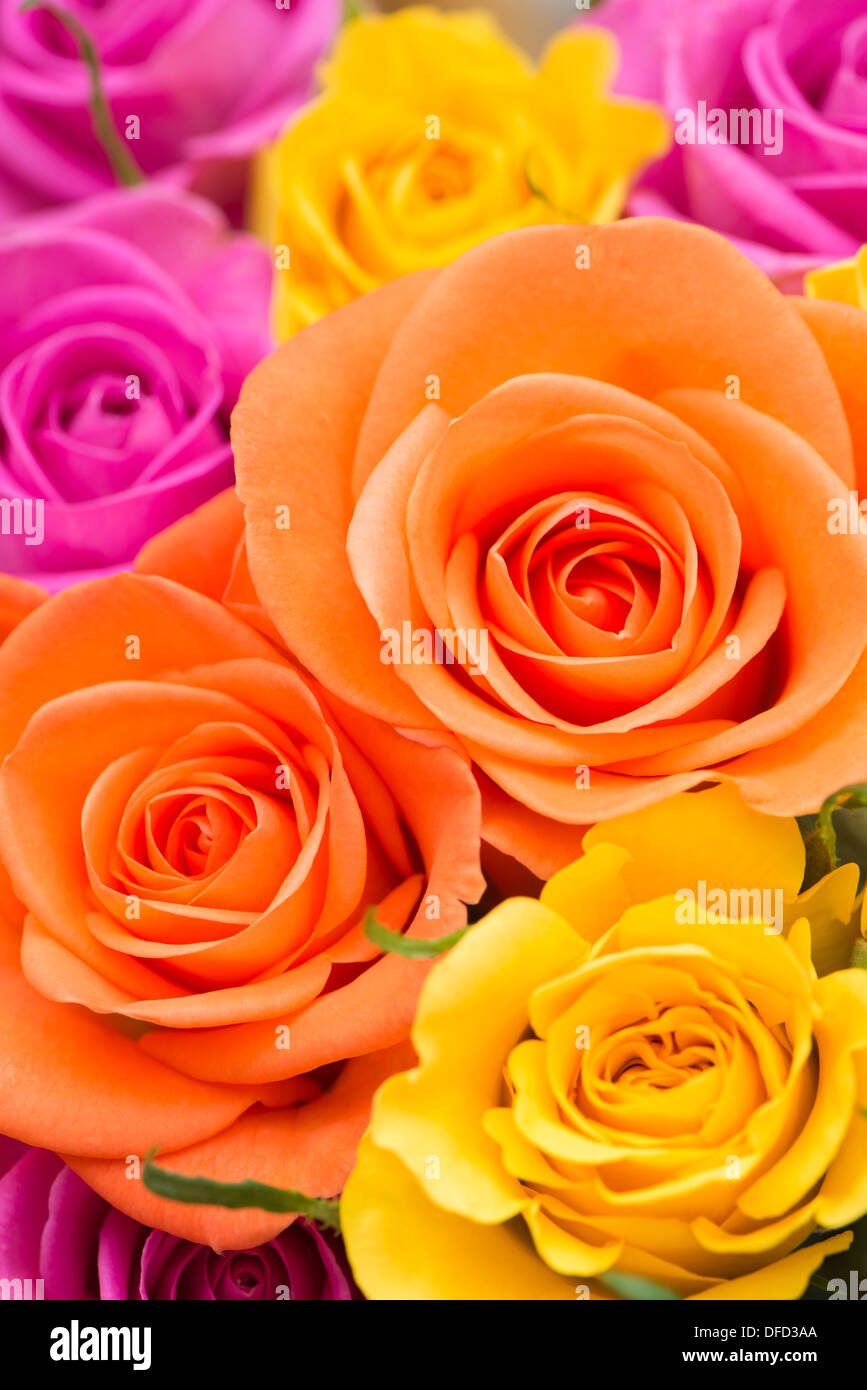 Close up of a bunch of orange, pink and yellow roses Stock Photo - Alamy