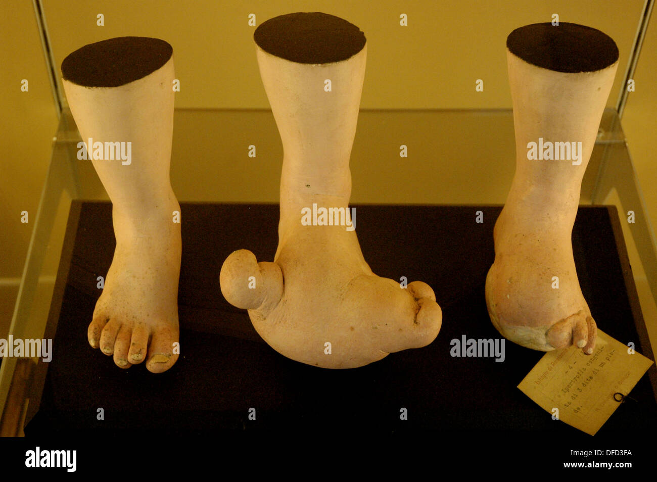 Bologna (Italy), Anatomic Wax Museum at the university Stock Photo Alamy