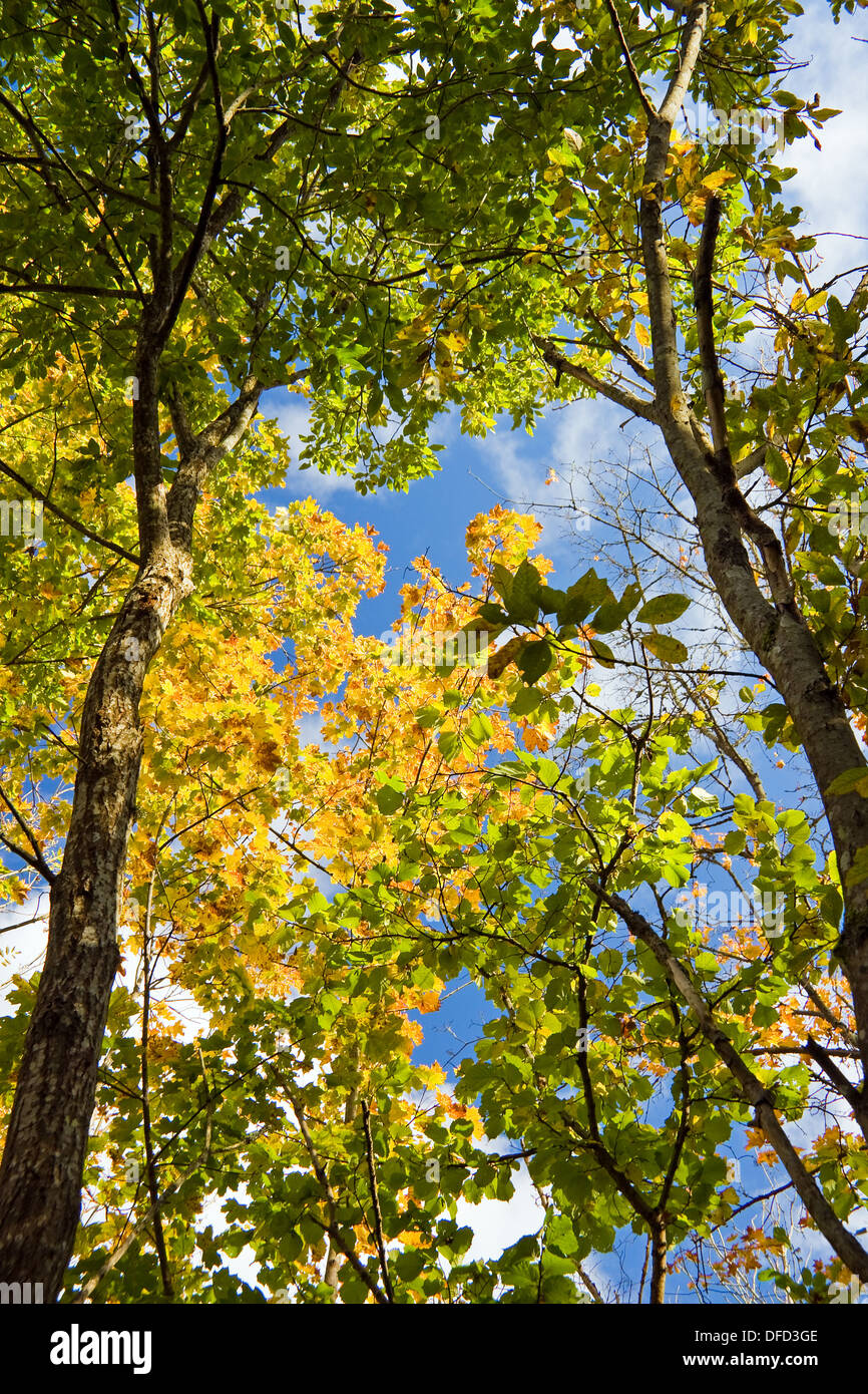 Leaf leaves canopy foliage hi-res stock photography and images - Alamy
