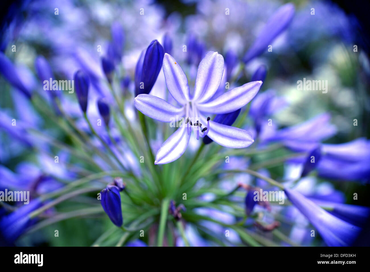 Close up of agapanthus flower, African Lily Stock Photo