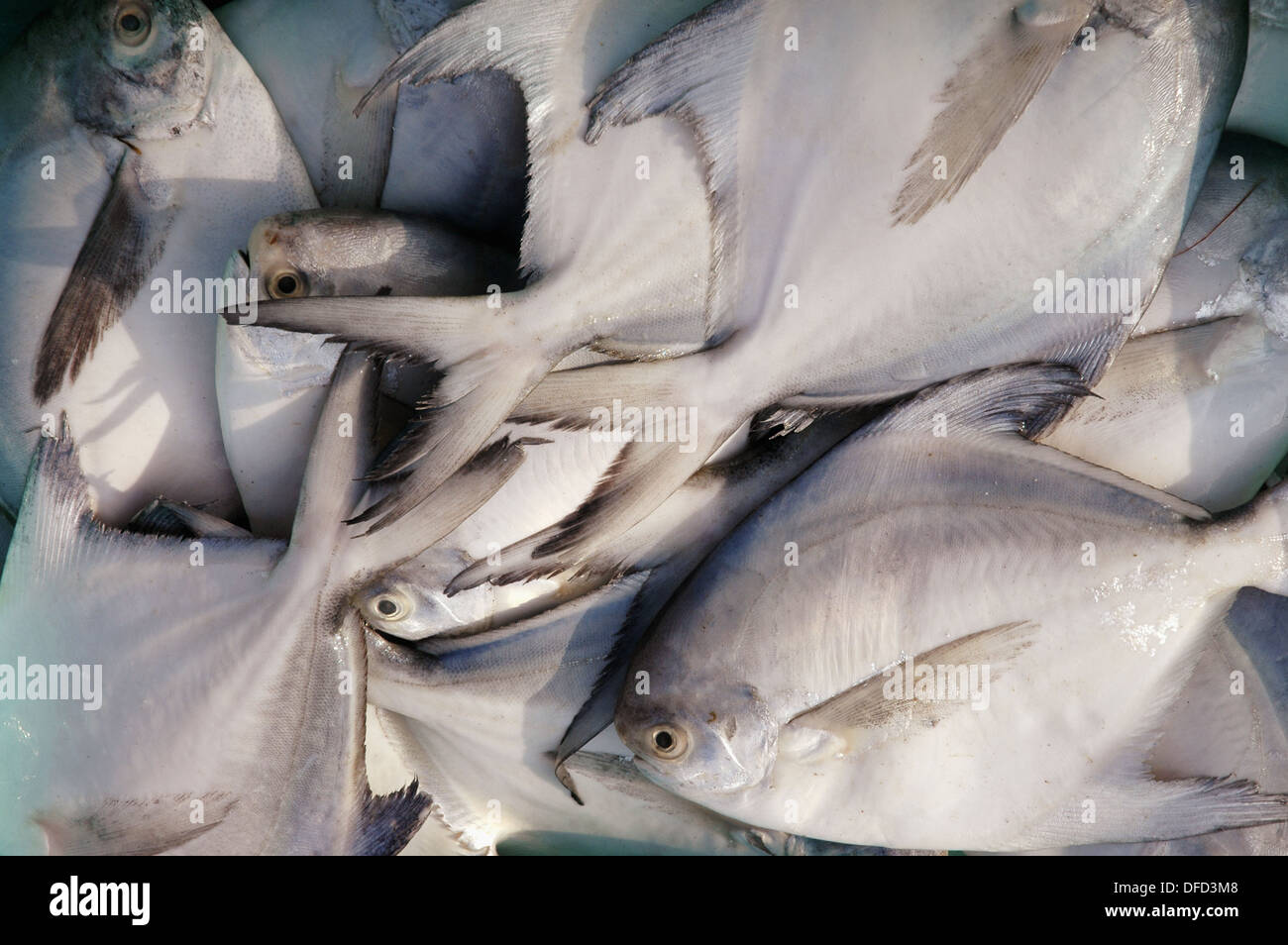 Chapora Goa, India pomfret fish sold at the fish market Stock Photo