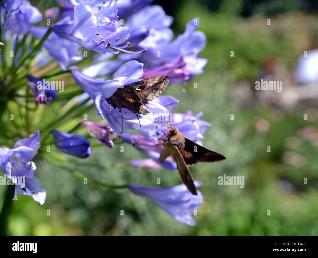 Moths visiting agapanthus flower, July, England, UK Stock Photo