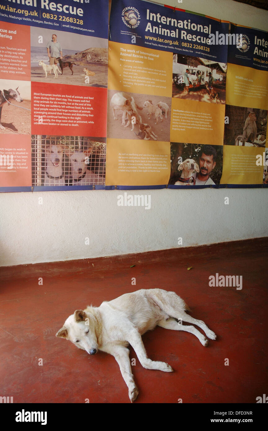 Kennel poster hires stock photography and images Alamy