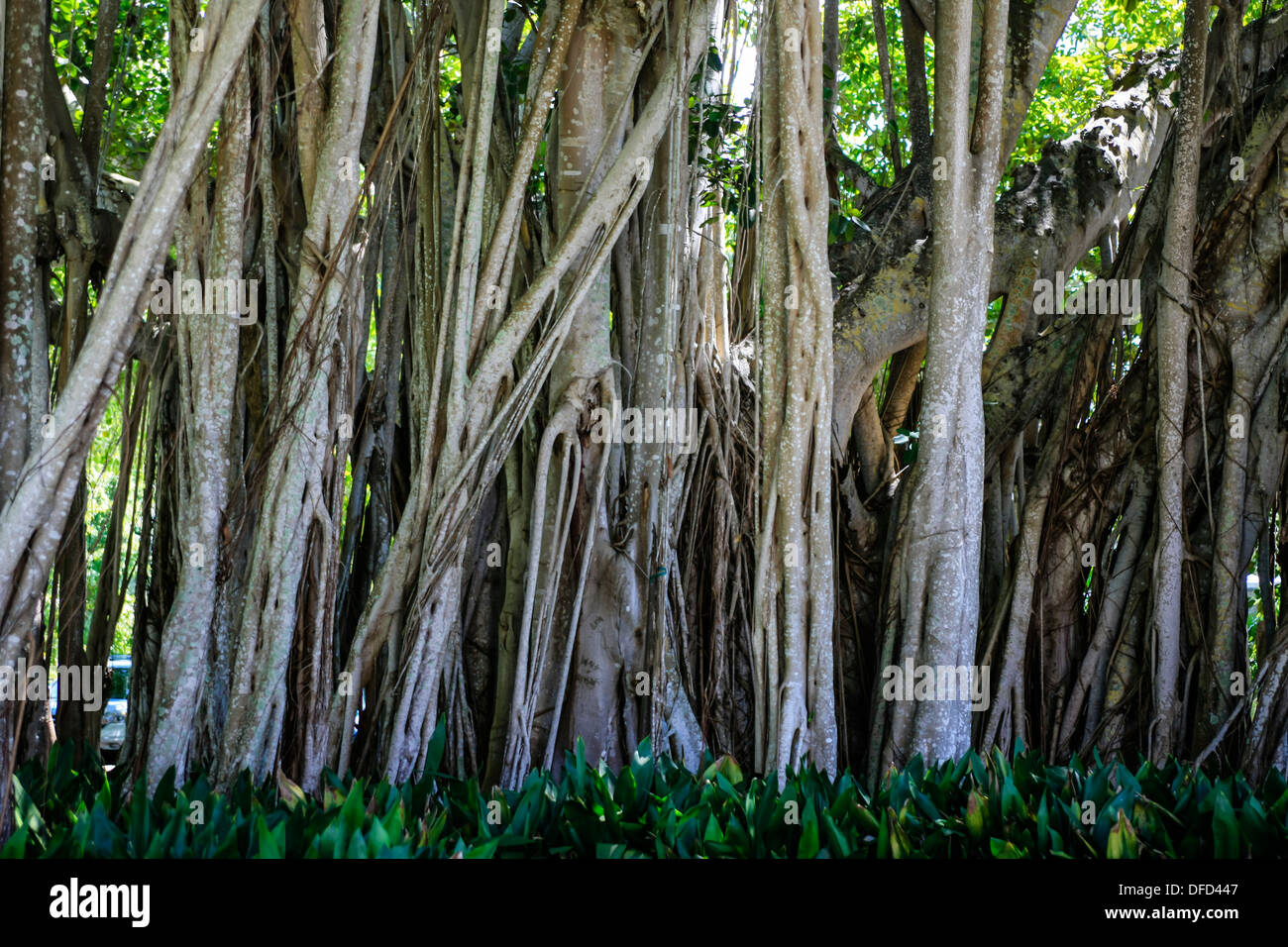 Ban Yan Trees Stock Photo - Alamy