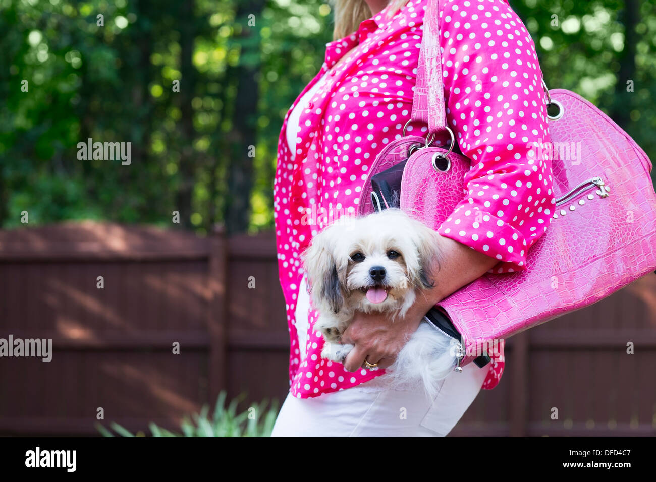 Woman in polka dot shirt carrying small white dog in a pink leather carrier purse Stock Photo