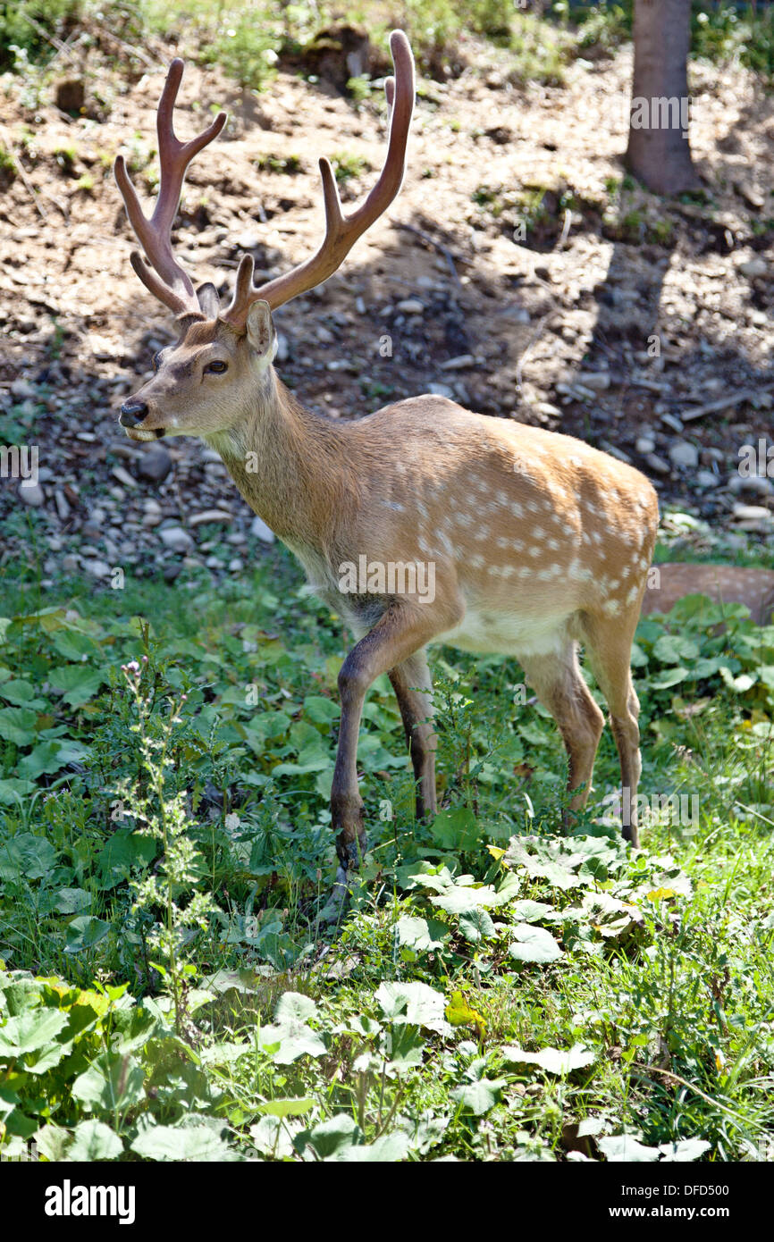 Cervus Nippon Stock Photo - Alamy