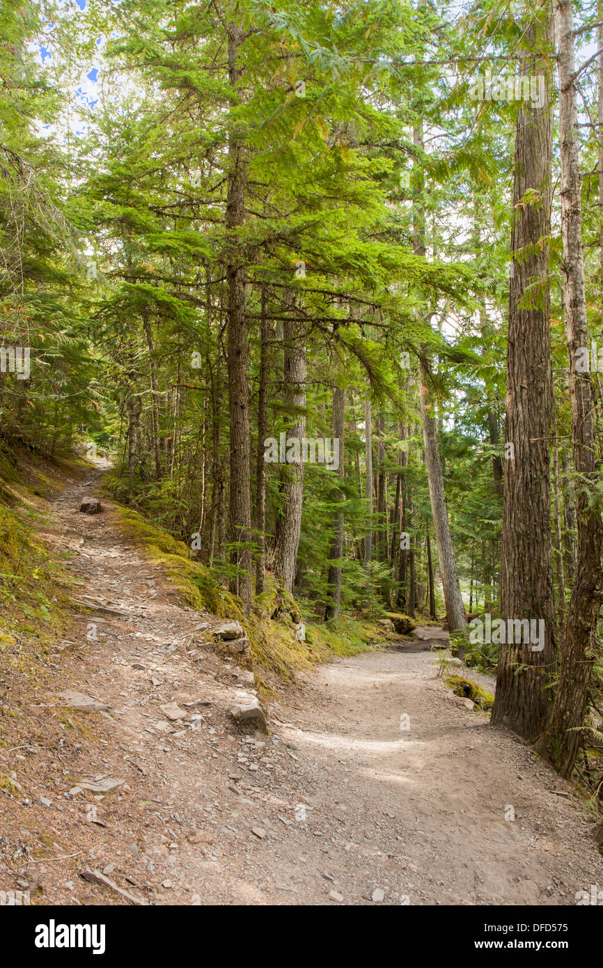 Here is the quintessential quandary...the fork in the road. Fortunately either path is beautiful at Glacier National Park. Stock Photo