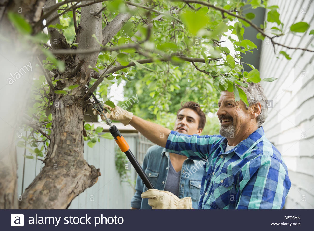 Father and son cutting tree branch with pruning shears in yard Stock Photo