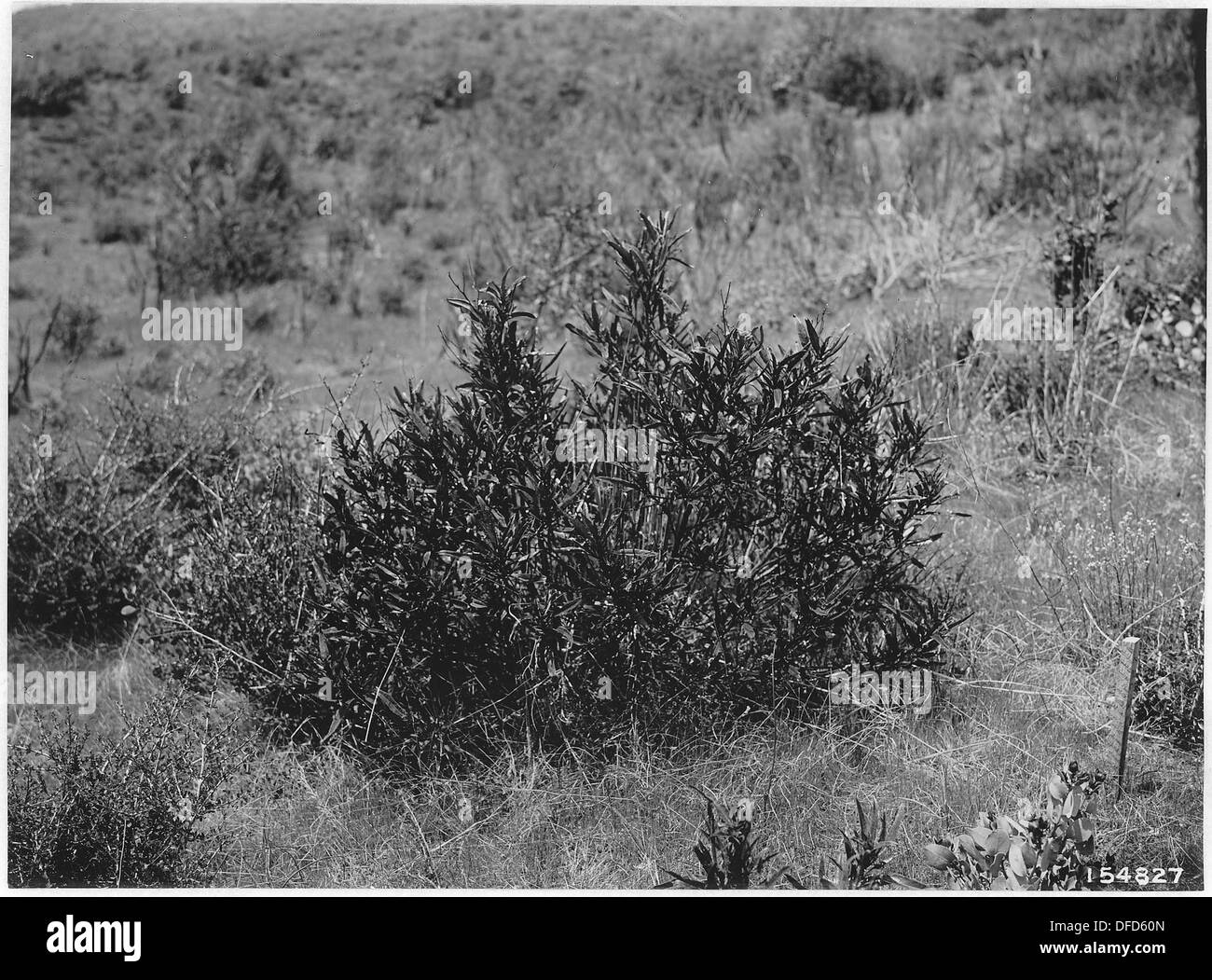 Eriodictyon Glutinosum (Yerba Santa or Mount Balm) Matney Gulch Exp. Area, Crater, Oregon, 1920. 299129 Stock Photo