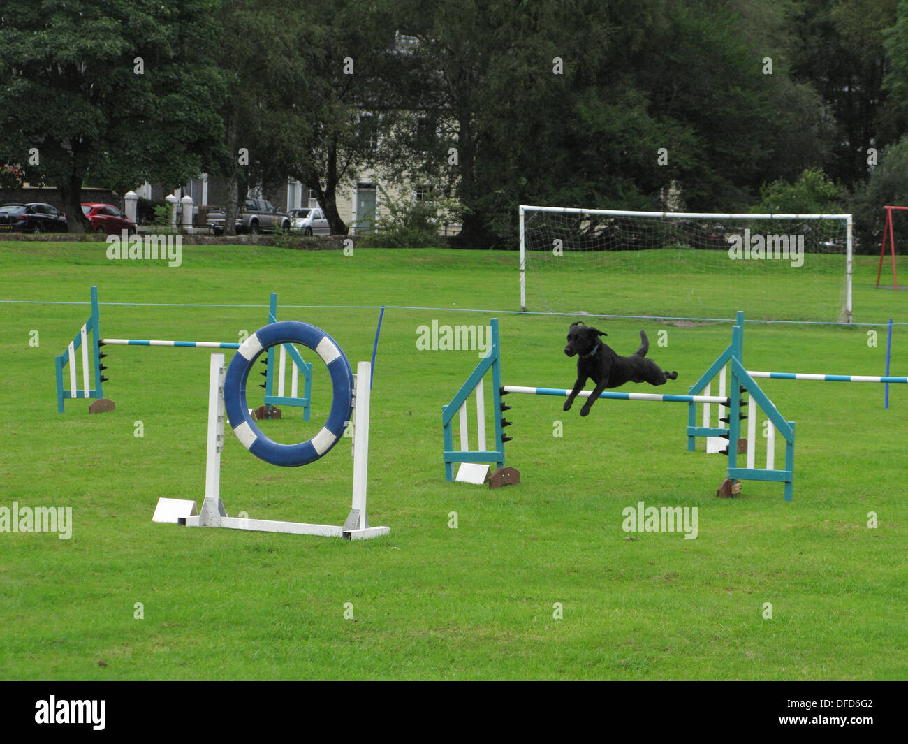 Dog agility course hi-res stock photography and images - Alamy