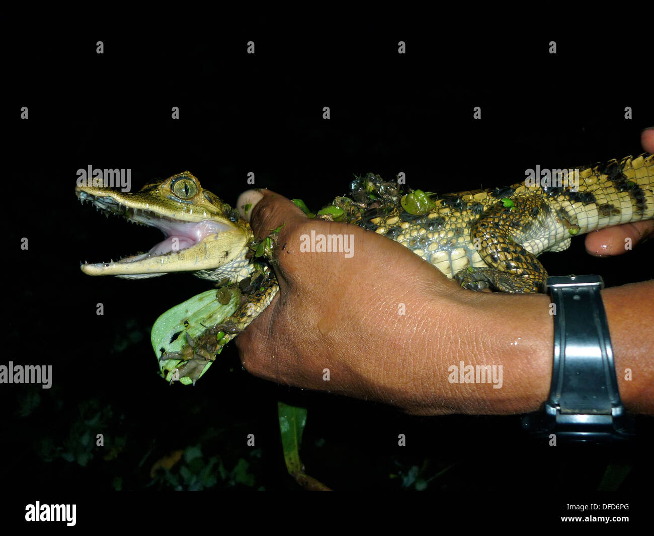 A Baby Caiman being held by a local guide in the Amazon rain forest during a night tour from a lodge near Iquitos, Peru. Stock Photo