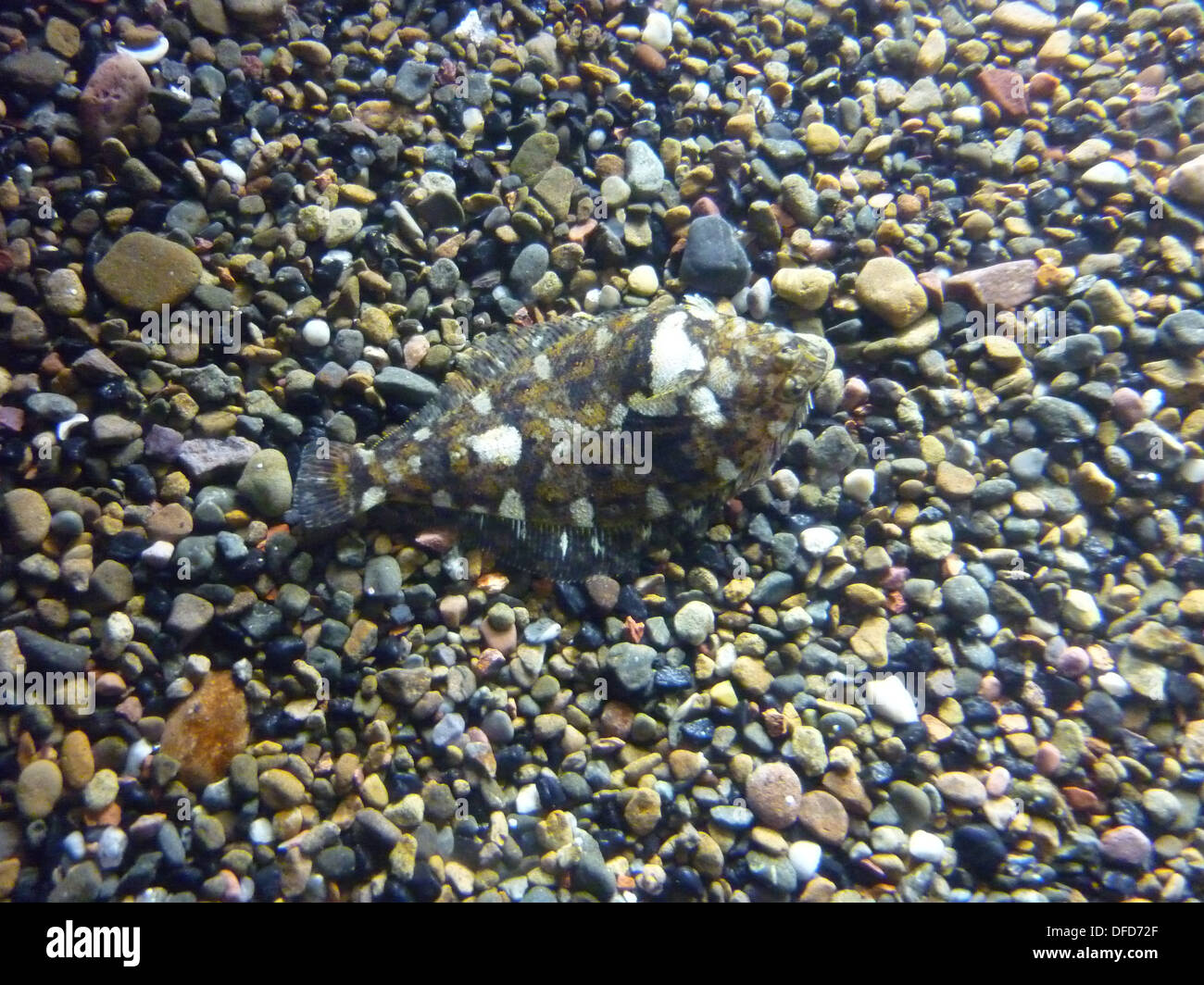 A flat fish disguises itself using camouflage to hide on the ocean floor Stock Photo