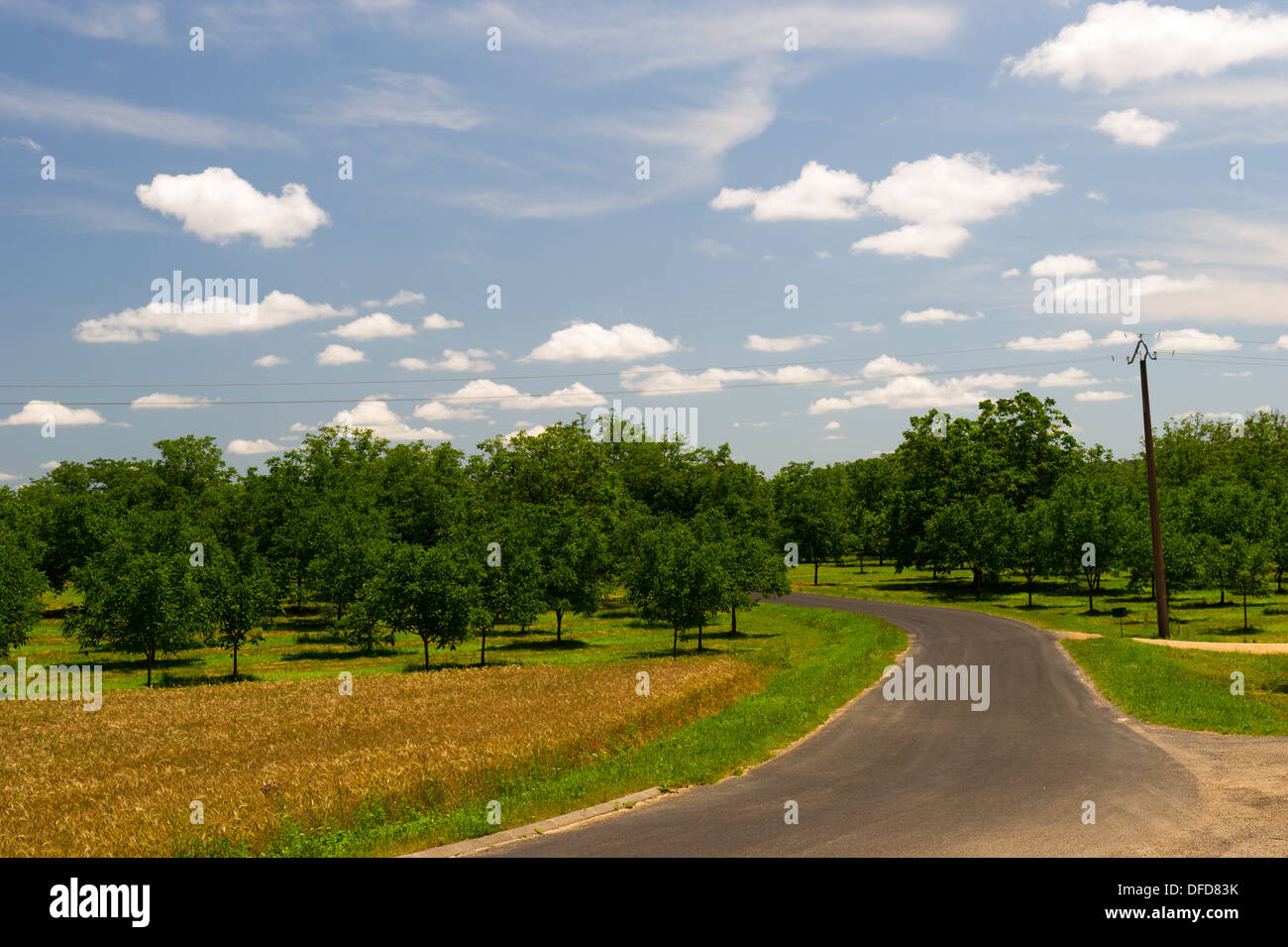 Orchard with walnut trees in French Dordogne Stock Photo Alamy