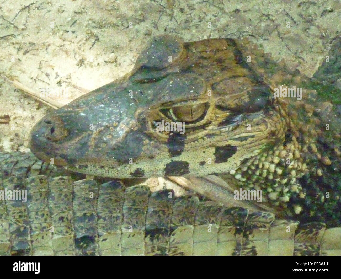 A young Caiman relaxes on the banks of the river Amazon near Iquitos, Peru Stock Photo