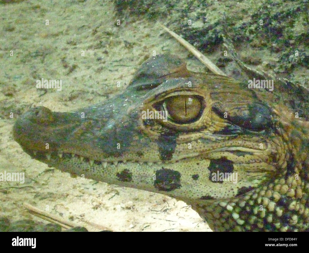 A young Caiman relaxes on the banks of the river Amazon near Iquitos, Peru Stock Photo