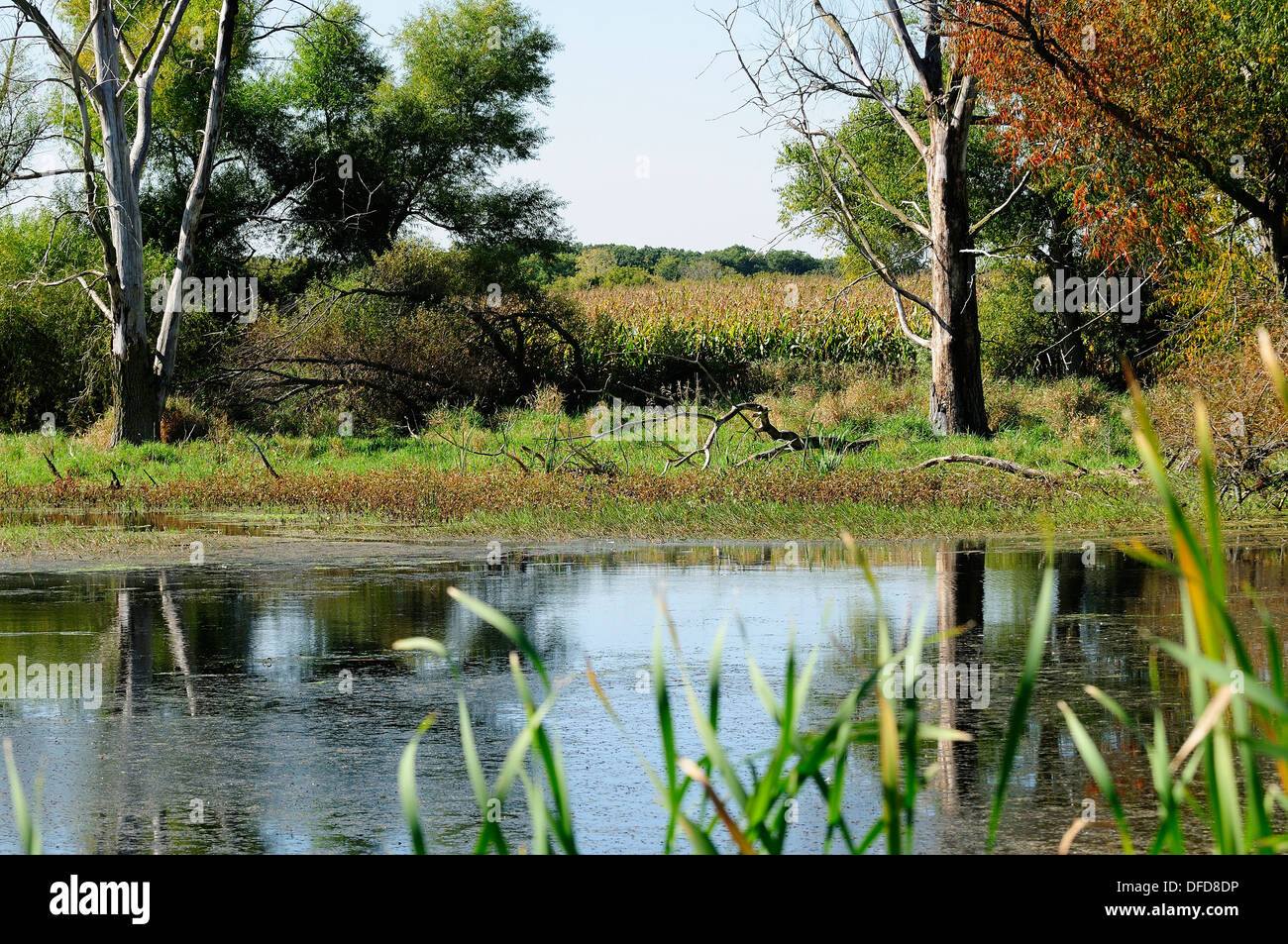 Wetland marsh hires stock photography and images Alamy