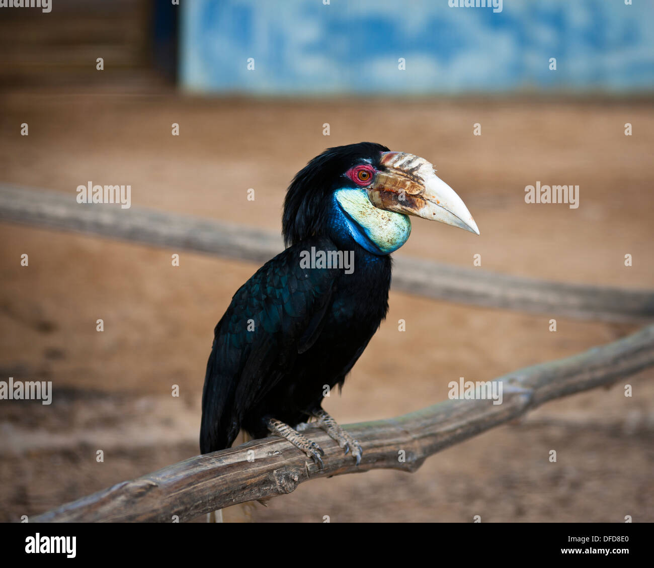 Hornbill, Labuan Bird Park Stock Photo