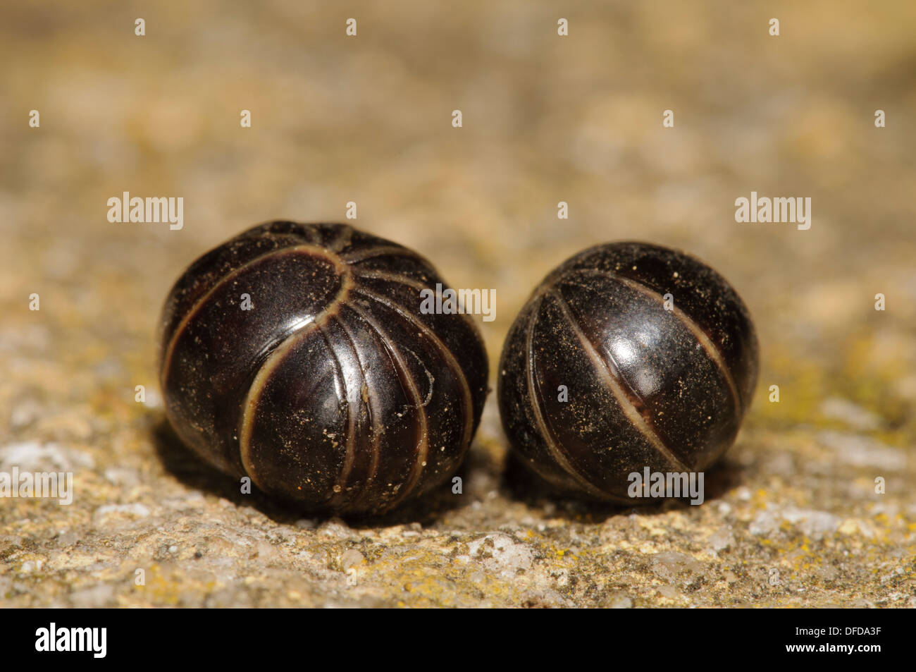 Two pill woodlice (Glomeris marginata), both curled into a ball, in a garden in Belvedere, Kent. May Stock Photo