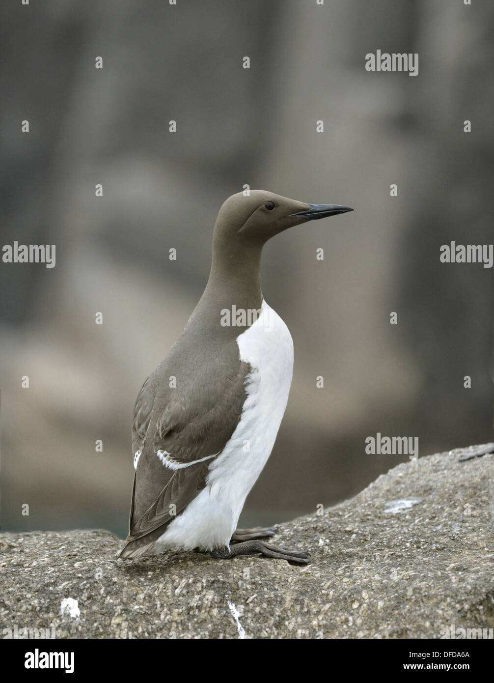 Guillemot Uria aalge Stock Photo