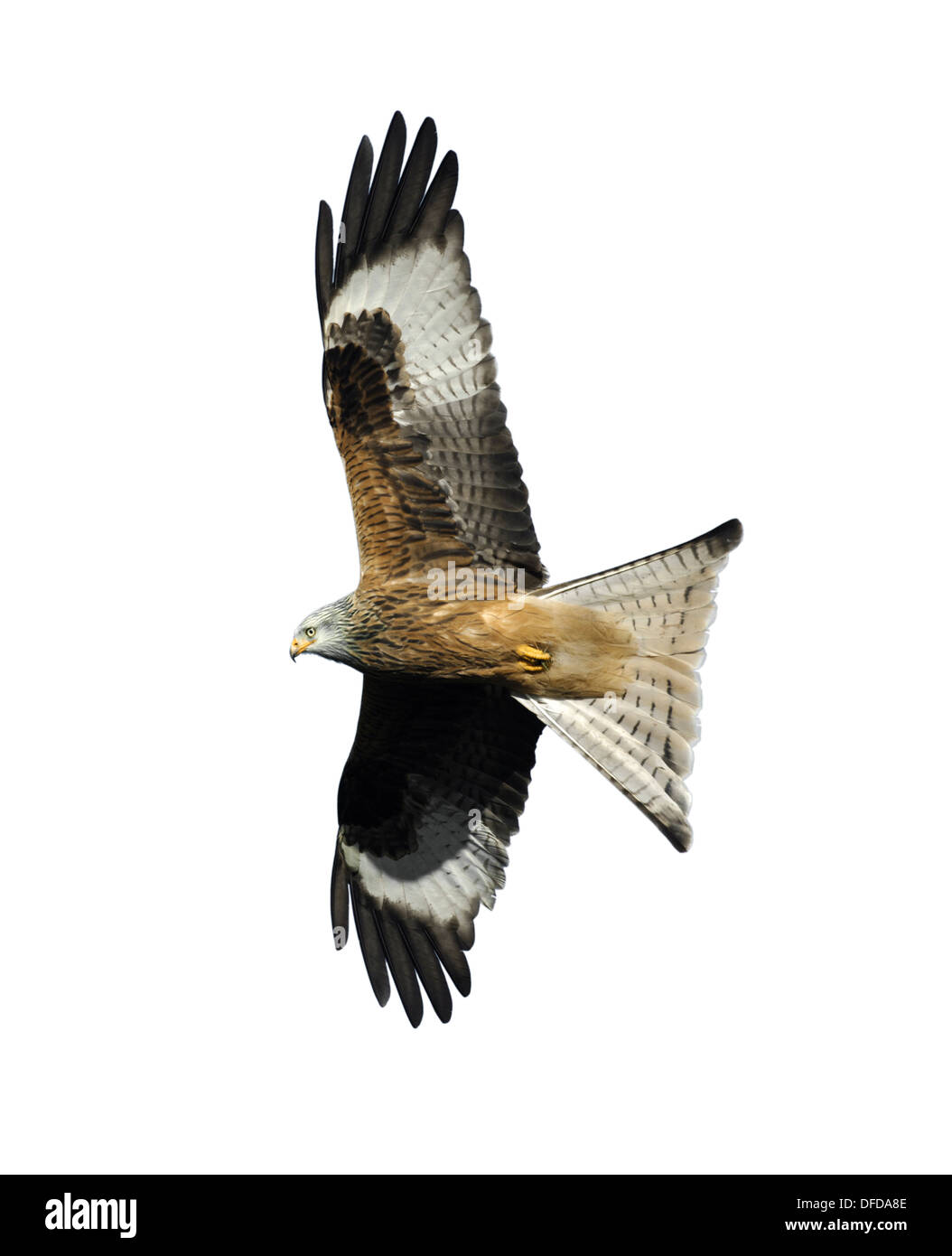 Red Kite Milvus milvus Stock Photo