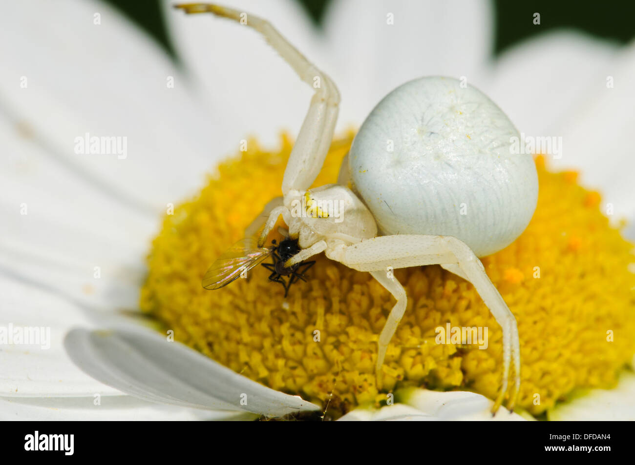 A female goldenrod crab spider (Misumena vatia), with prey, on an oxeye daisy (Leucanthemum vulgare) flower in Denge Woods, Kent Stock Photo