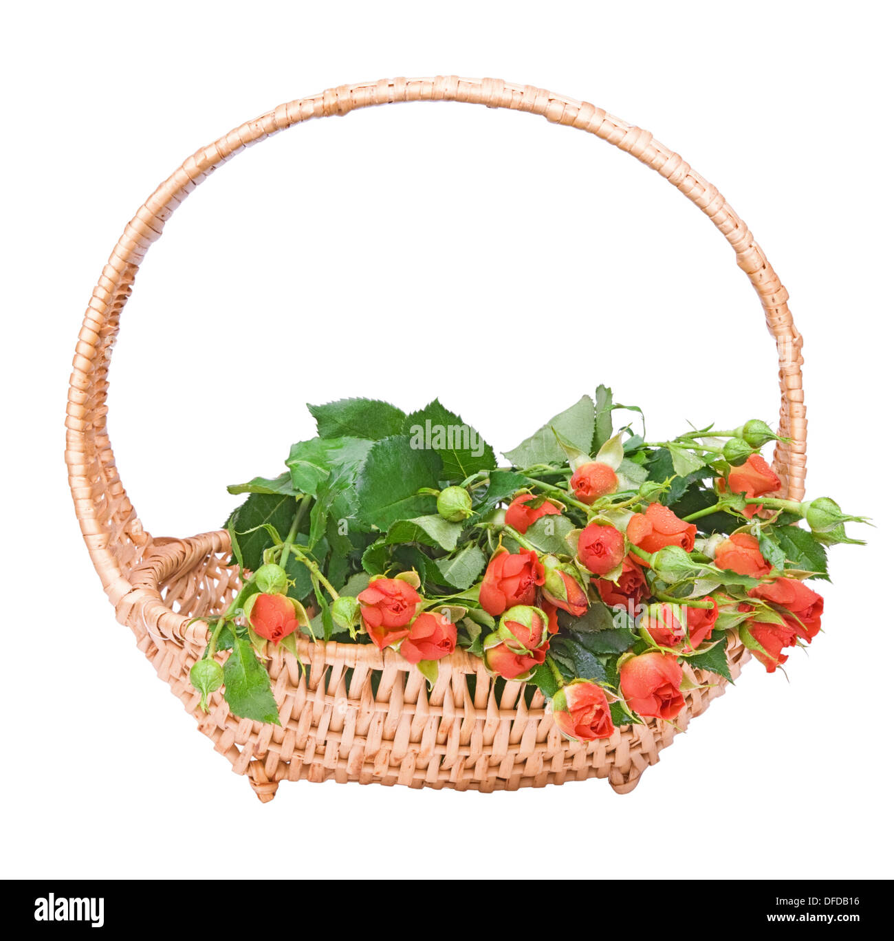 the basket of small red roses isolated on white background Stock Photo