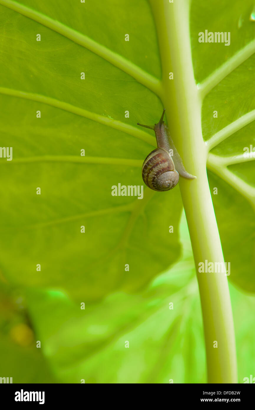 Ear snail hi-res stock photography and images - Alamy