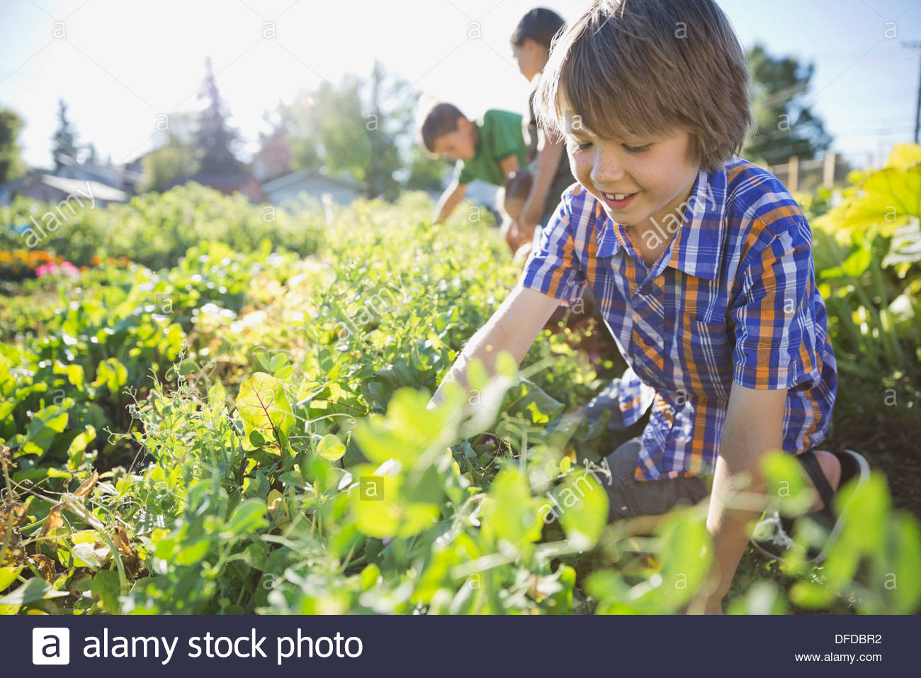Young kids working together in community garden Stock Photo