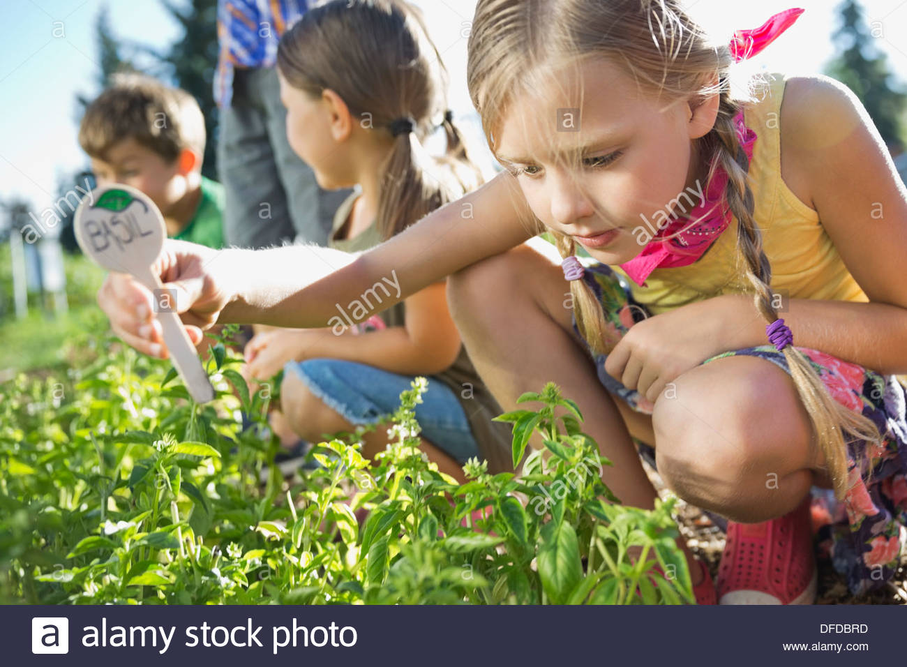 Girl placing basil sign in community garden Stock Photo Alamy