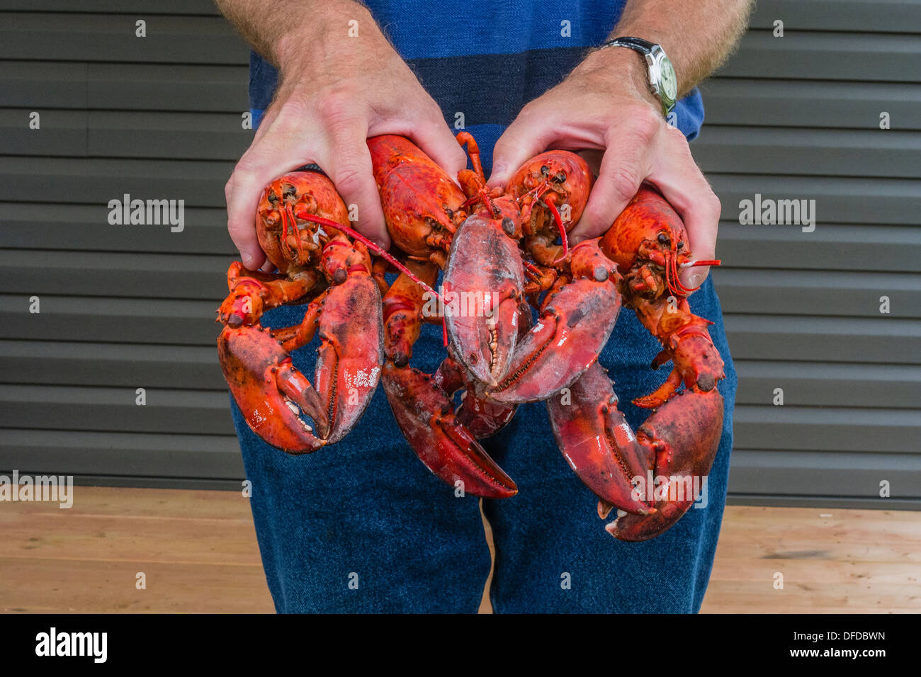 two lobsters holding claws