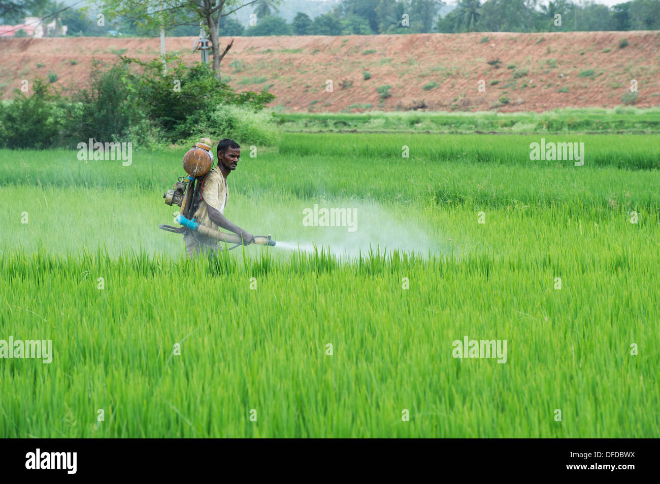 Indian man spraying a rice crop with pesticide. Andhra Pradesh, India Stock Photo